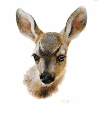 (image for) Handmade Oil painting for home canvas, oil painting framed canvas for living room Carl Brenders paintings Mule Deer Fawn Study - Click Image to Close